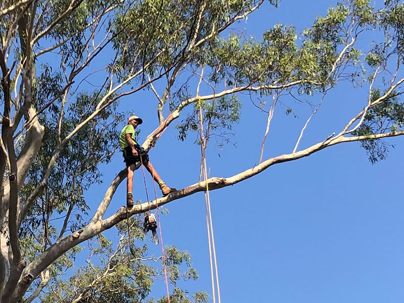 Tree Lopping Brisbane Northside & Southside